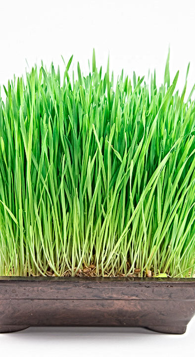 Qualidade Via Natureza