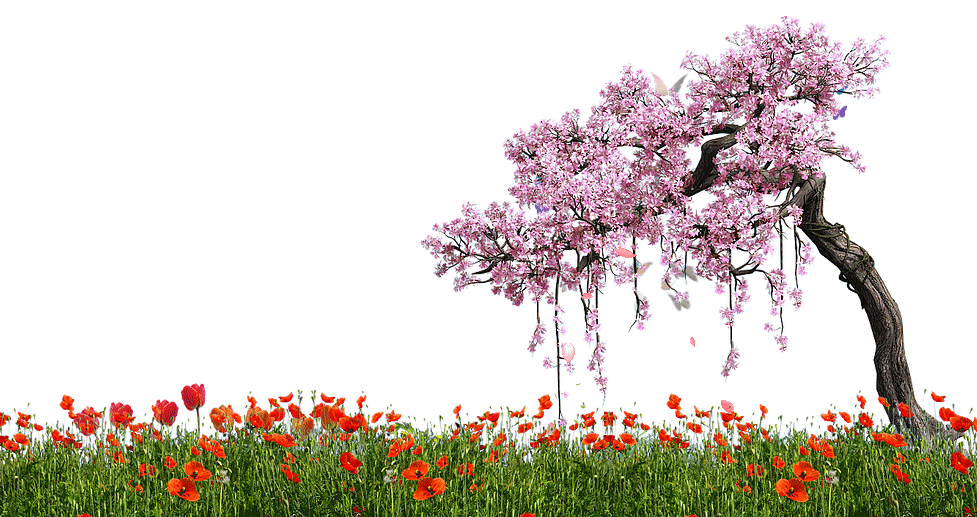 Blossum Tree