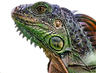 lizard
