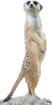 duende_edited.png