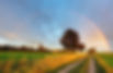 iStock-185433369.jpg