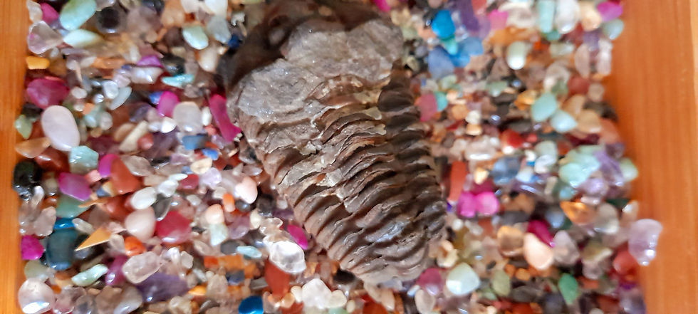 Thumbnail: 3" Trilobite Calymene fossil