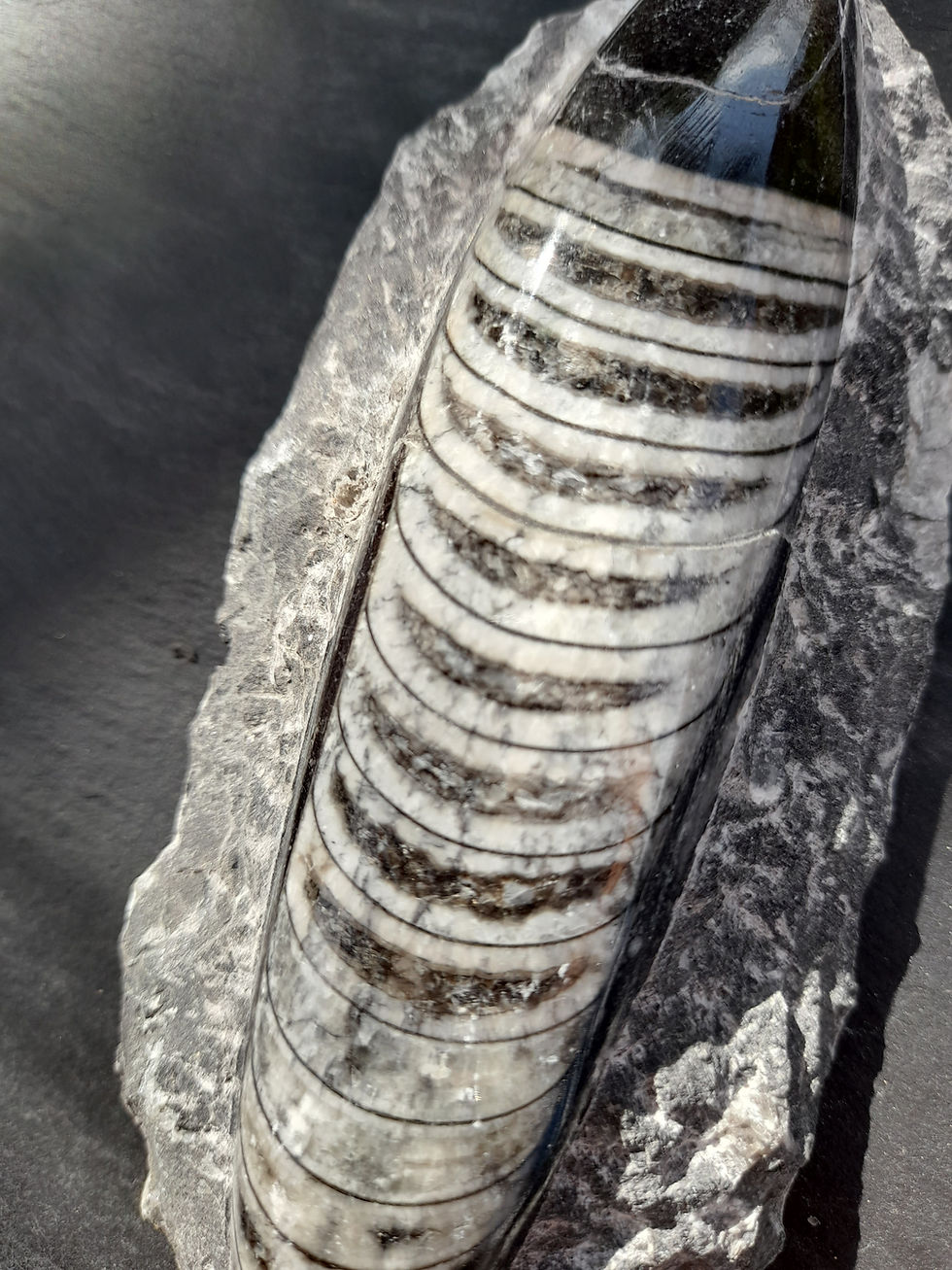 Thumbnail: Large Orthoceras Fossil