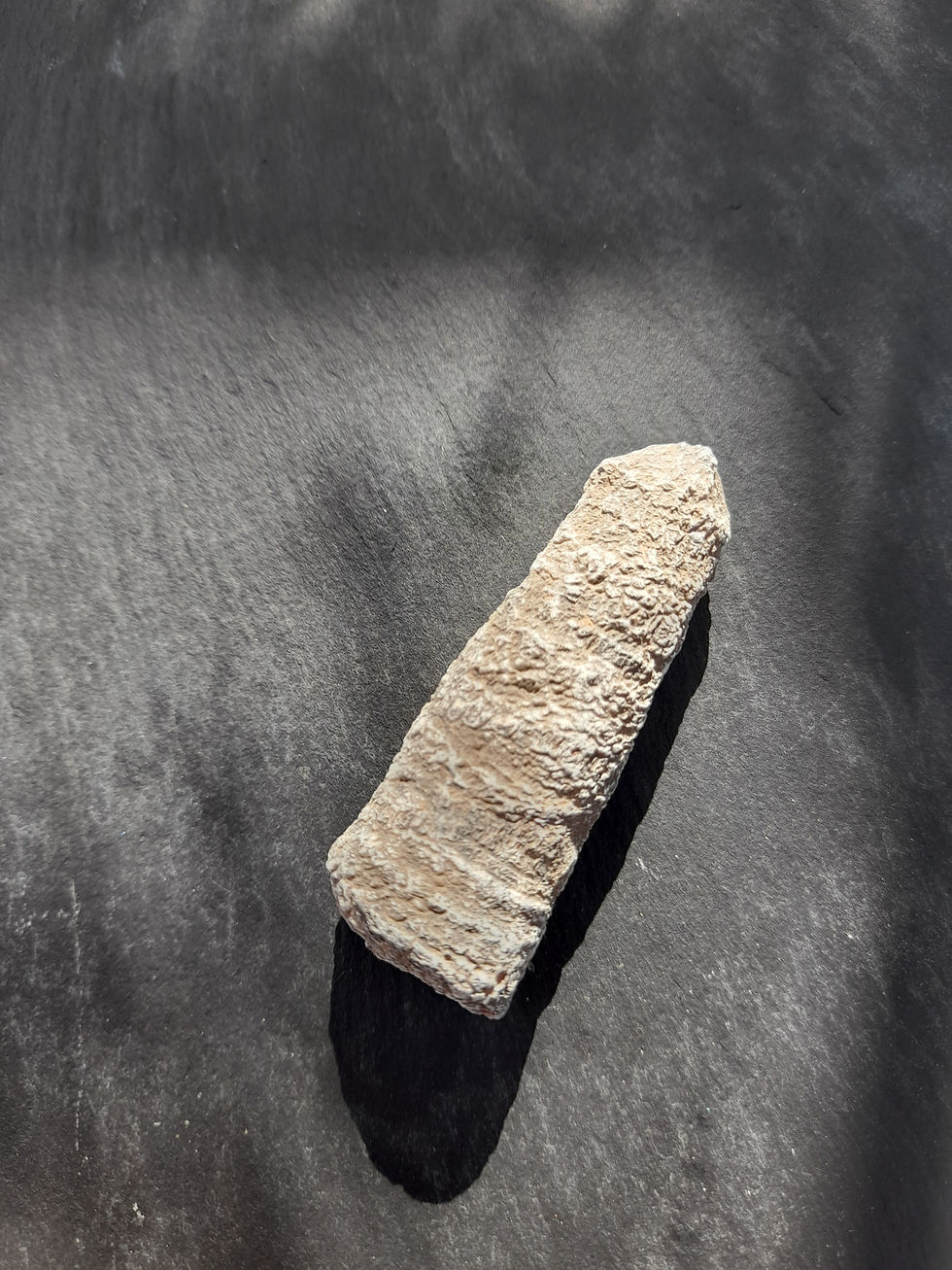 Thumbnail: 1 piece Spiny Echinoid Radole Fossil