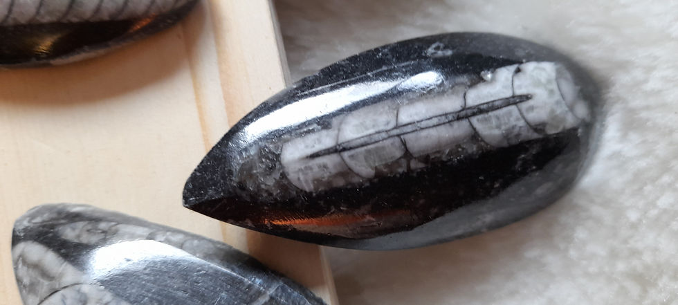 Thumbnail: Orthoceras Nautiloid Fossil