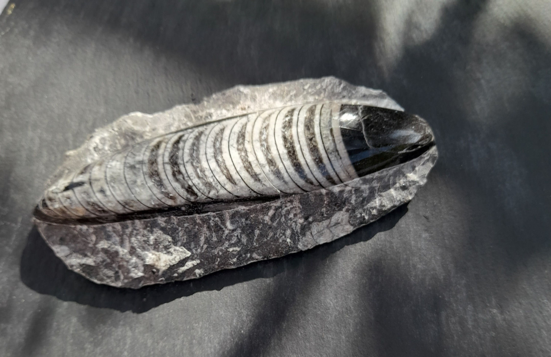 Large Orthoceras Fossil