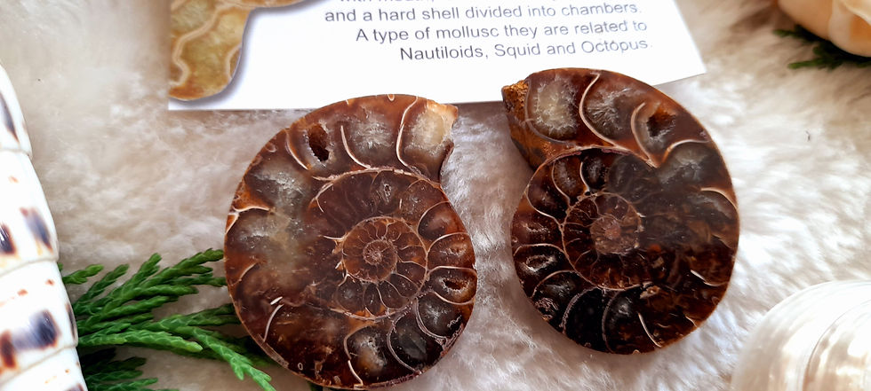 Thumbnail: Pair of ammonite fossils