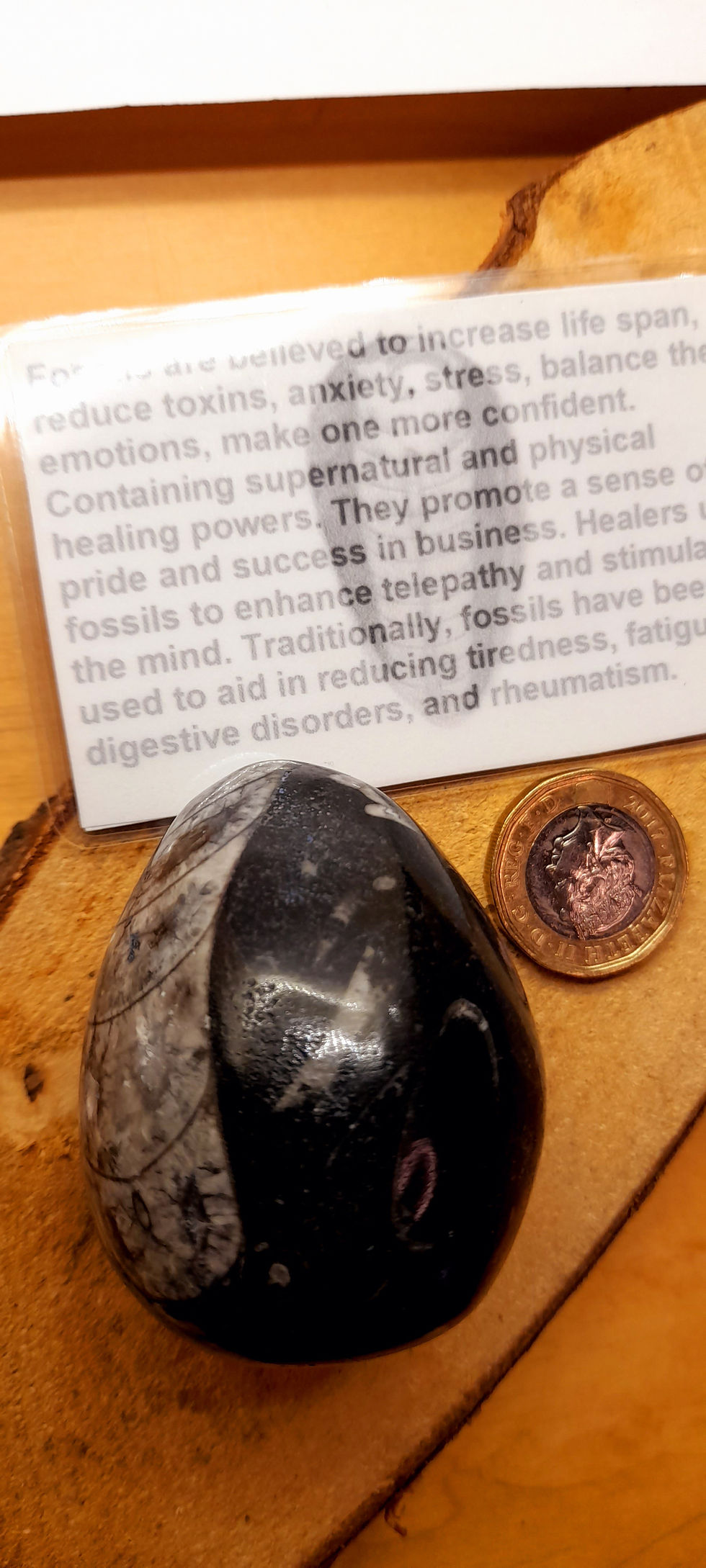Thumbnail: Orthoceras Polished Fossil Egg