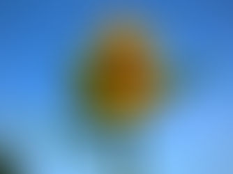 A sunflower halfway open.