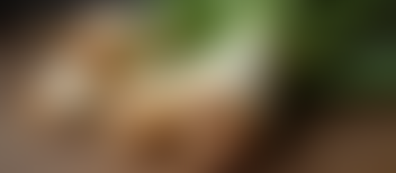 Why Choose Burdock Root for Wellness: Unlocking Burdock Root Herb Benefits