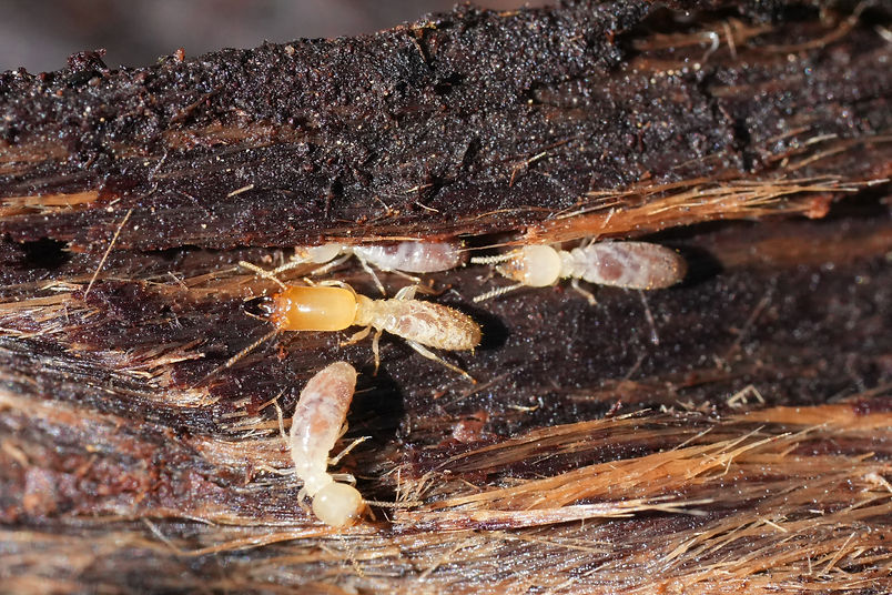 Close-up of worker and soldier termites crawling through a piece of wood