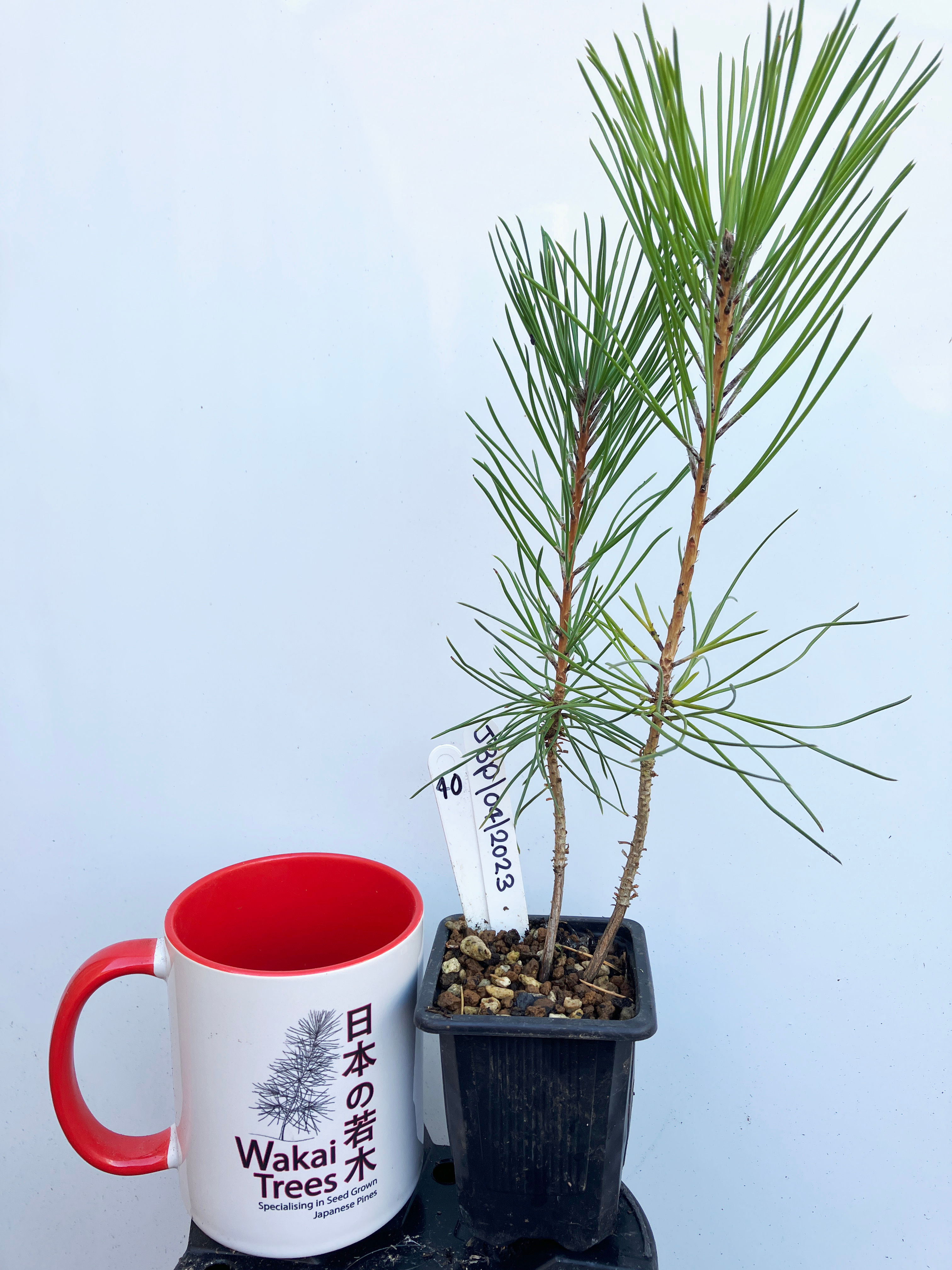 Japanese Black Pine - 40 / 2023  - (Pinus Thunbergii)