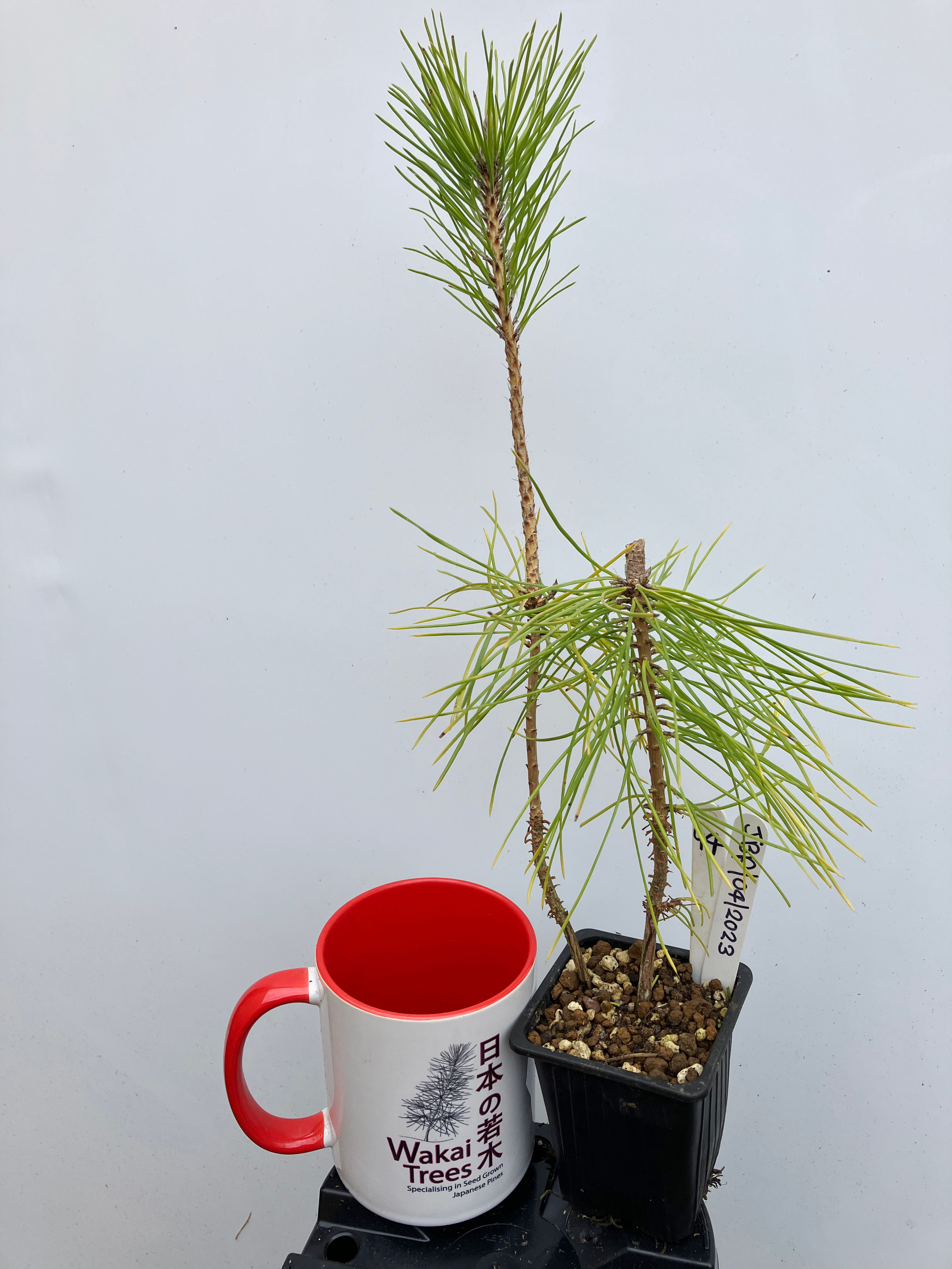 Japanese Black Pine - 94 / 2023  - (Pinus Thunbergii)