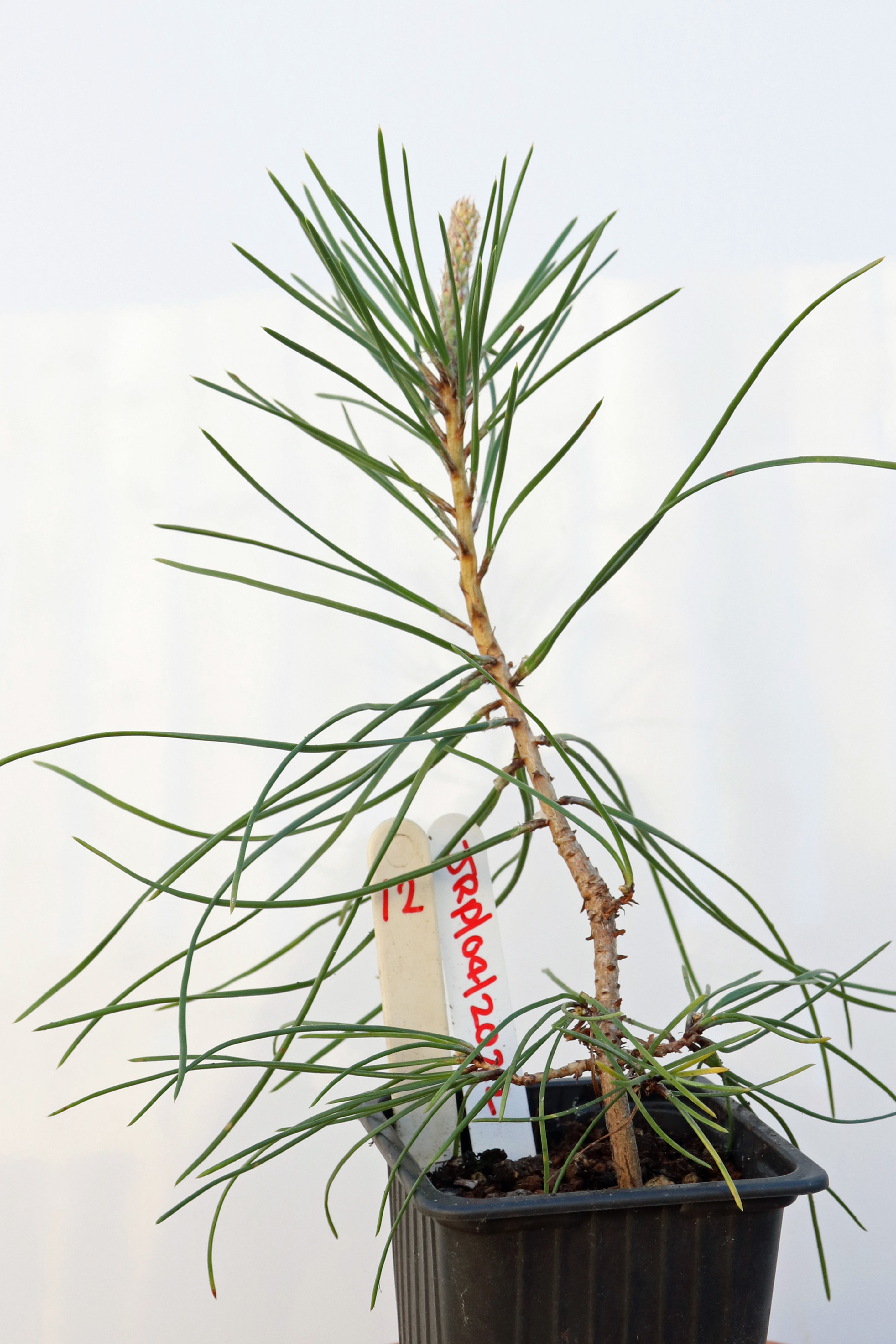 Japanese Red Pine - 12 / 2022  - (Pinus Densiflora)
