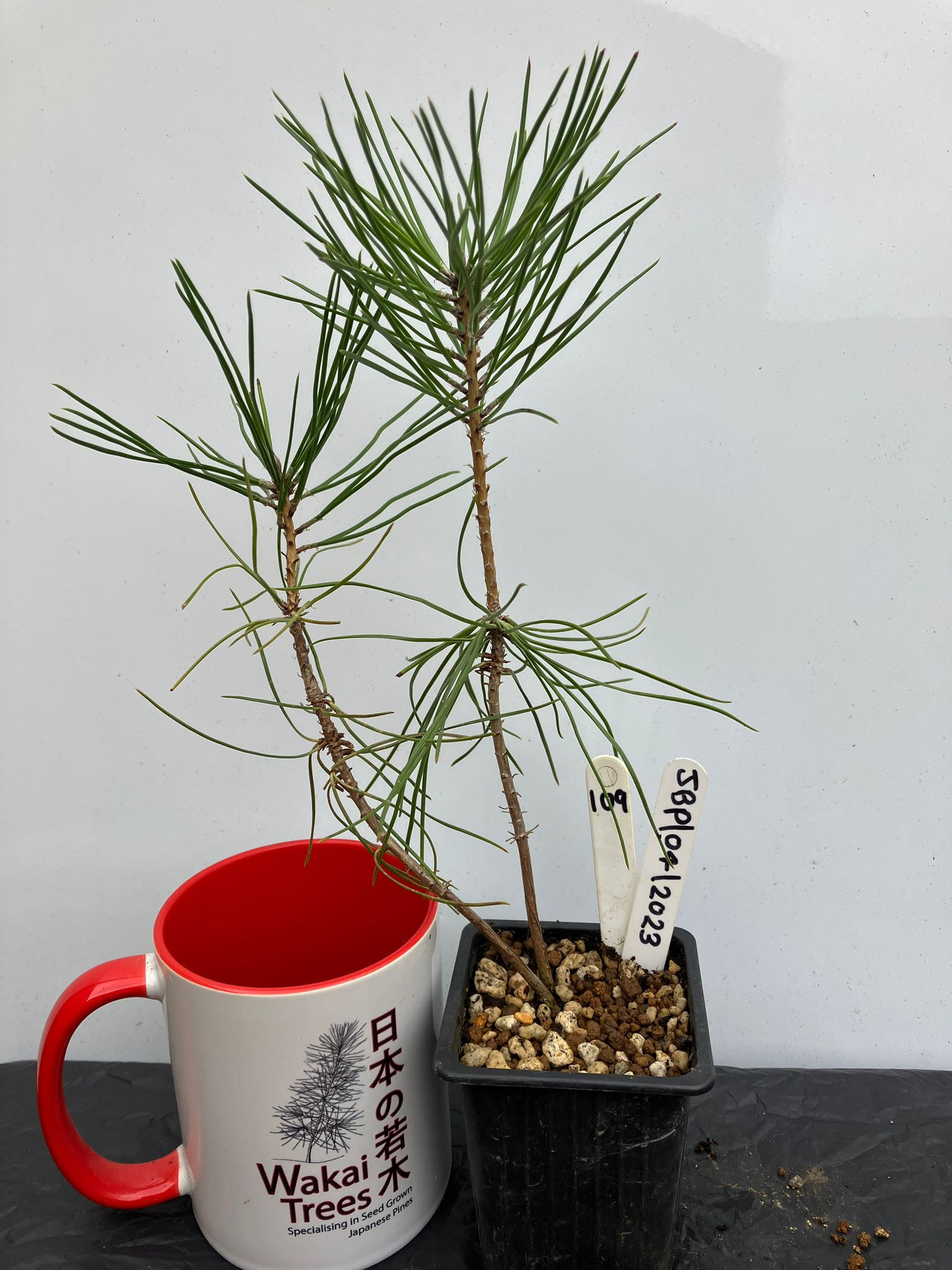 Japanese Black Pine - 109 / 2023 - (Pinus Thunbergii)