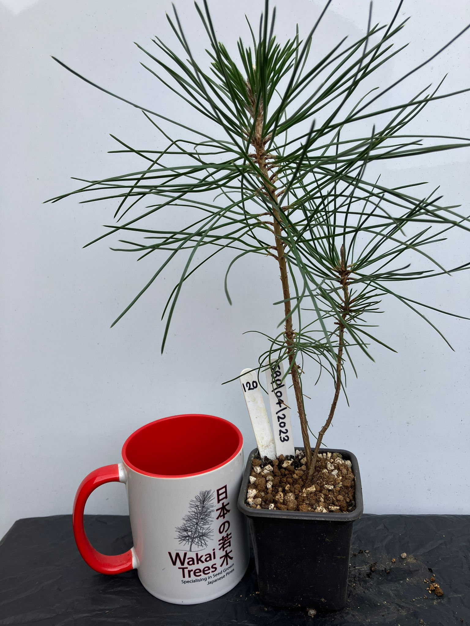 Japanese Black Pine - 120 / 2023 - (Pinus Thunbergii)