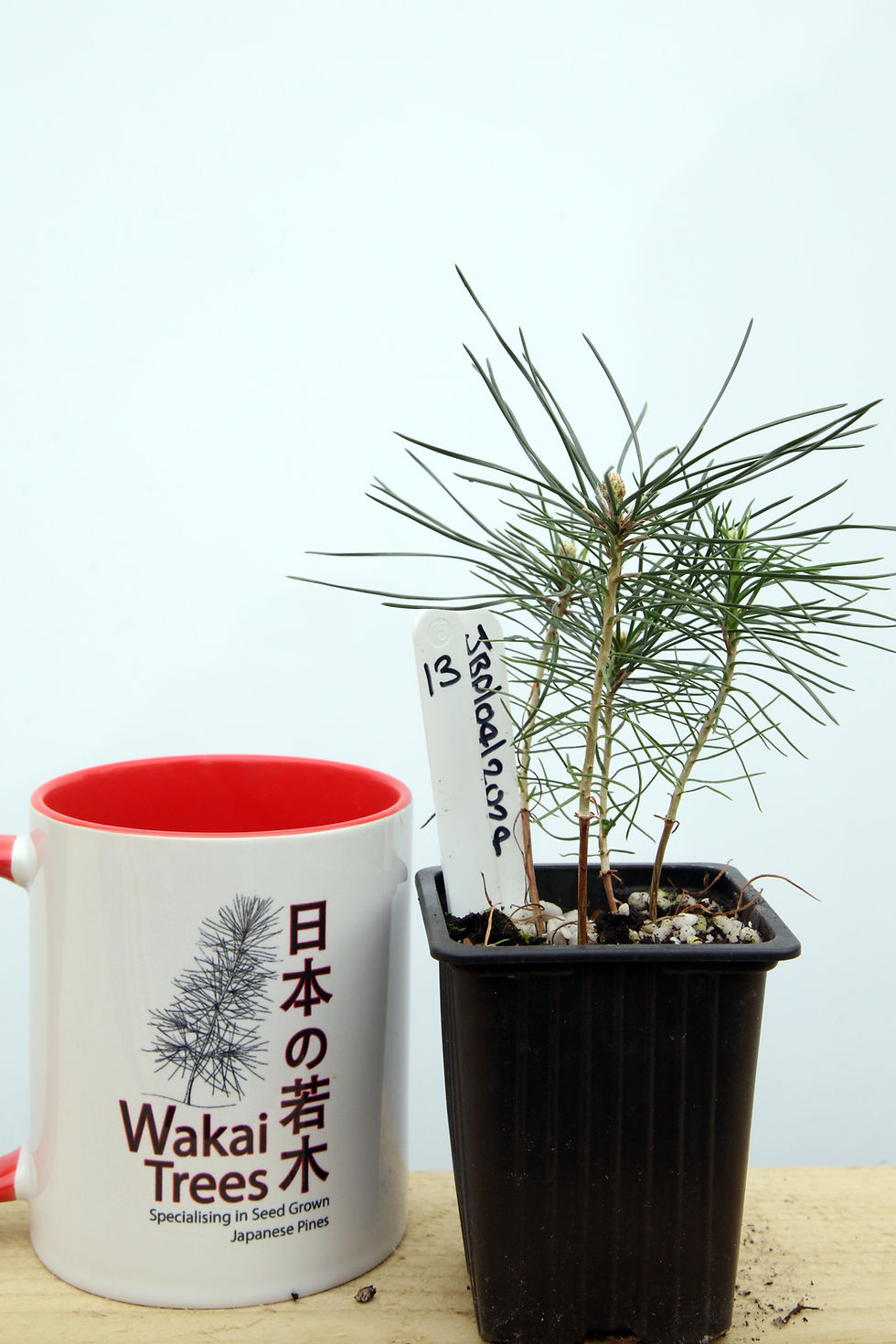 Japanese Black Pine - 13 / 2024 - (Pinus Thunbergii)