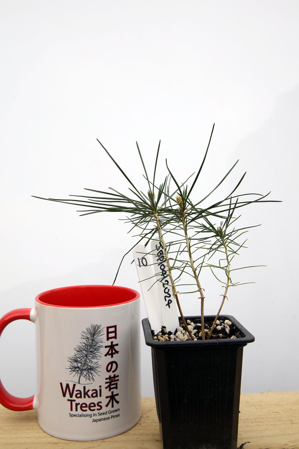 Japanese Black Pine - 10 / 2024 - (Pinus Thunbergii)