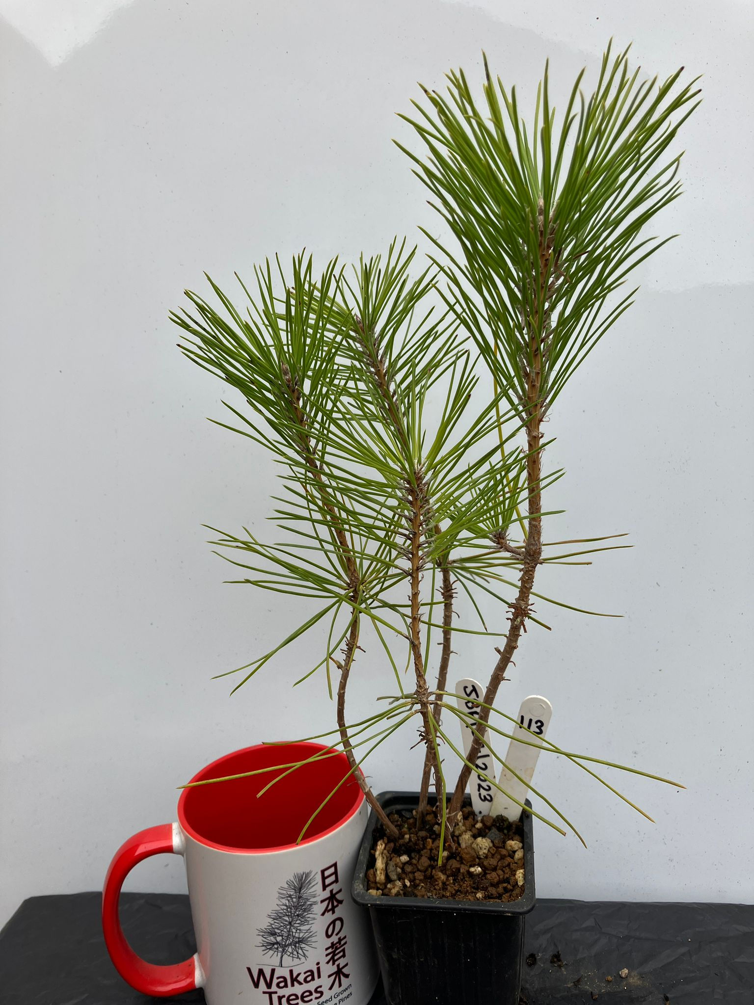 Japanese Black Pine - 113 / 2023 - (Pinus Thunbergii)