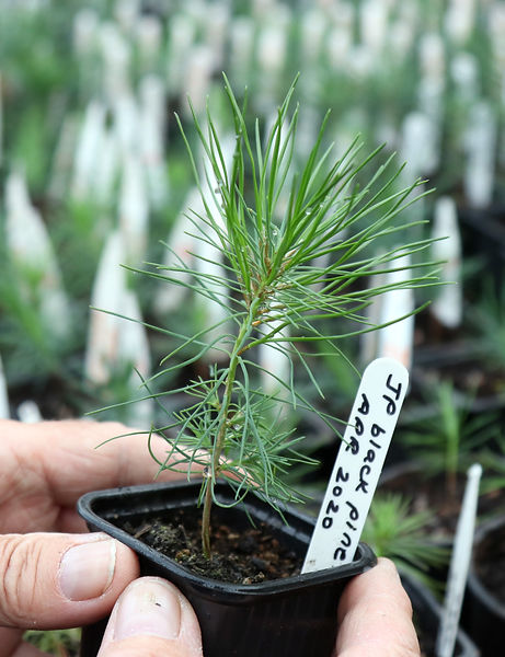 Japanese Black Pine
