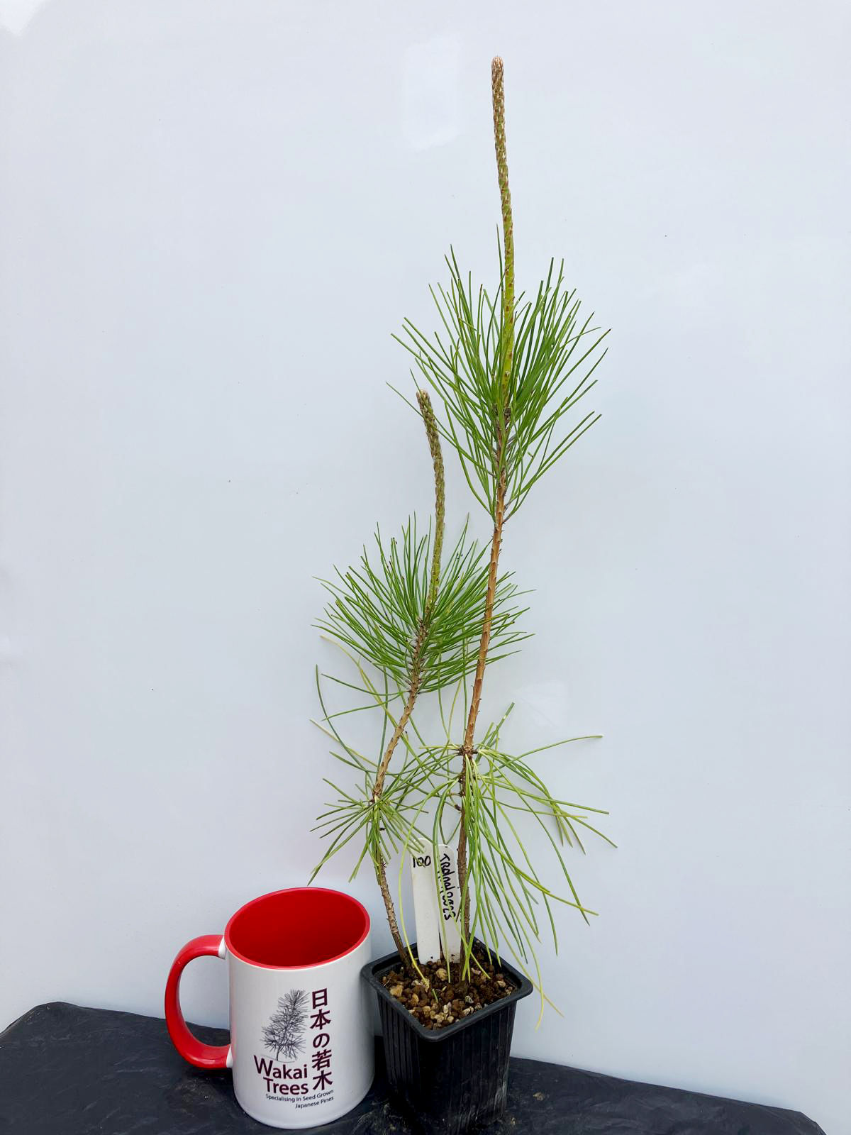 Japanese Black Pine - 100 / 2023 - (Pinus Thunbergii)