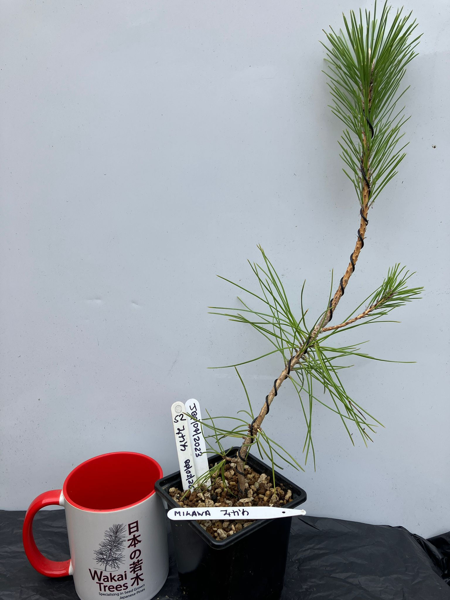 Mikawa Japanese Black Pine - 52 / 2023  - (Pinus Thunbergii)