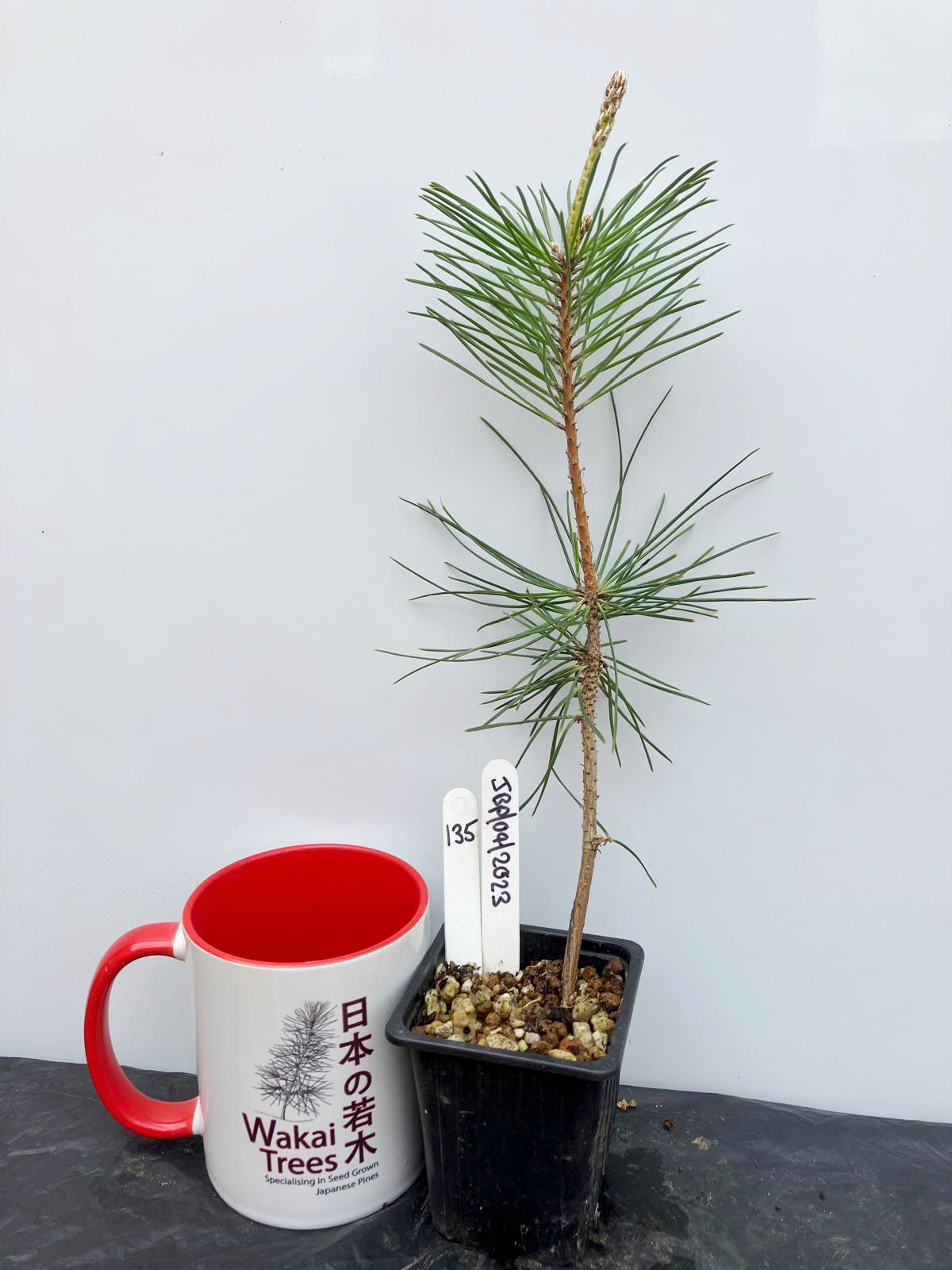 Japanese Black Pine - 135 / 2023 - (Pinus Thunbergii)