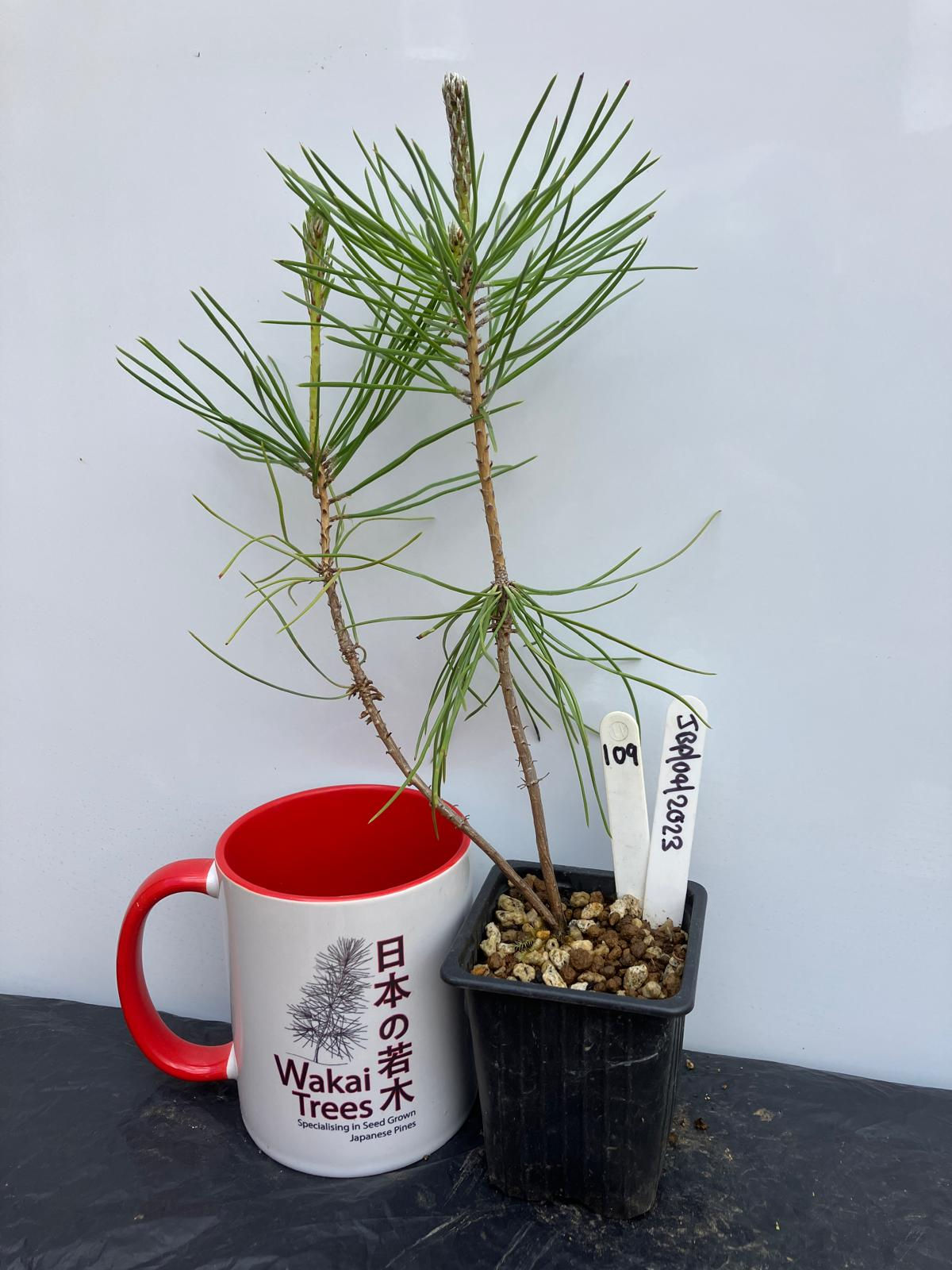 Japanese Black Pine - 109 / 2023 - (Pinus Thunbergii)