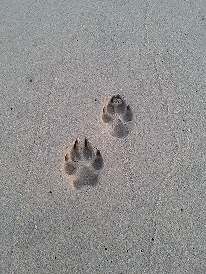 PAWPRINTS.jpg