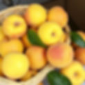 basket of fresh yellow peaches.jpg