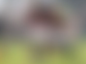 Hva vi møter: Genoa (B)