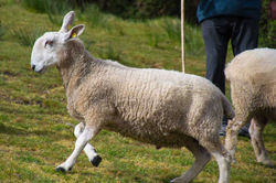 Irlande - anneau du Kerry