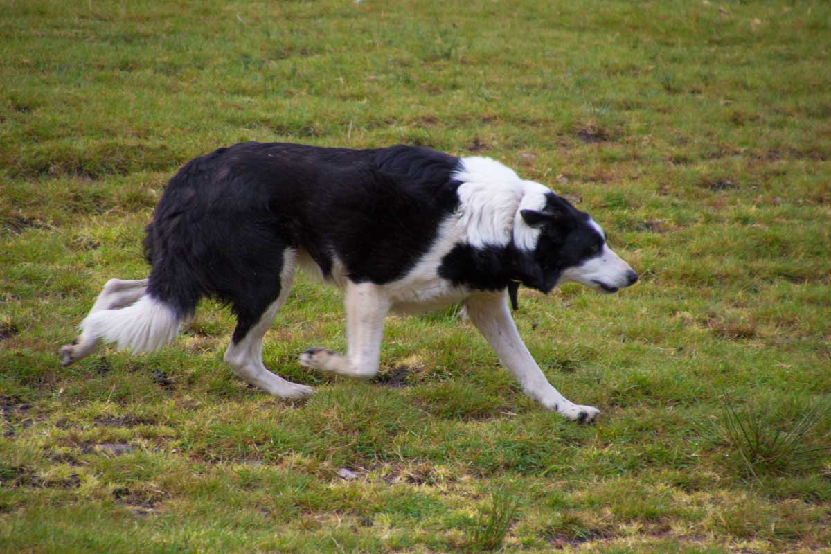 Irlande Anneau Du Kerry Muckross Jacky Grasser