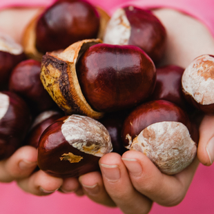 How to play conkers