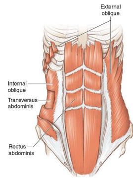 The Rectus Abdominis: The Muscle Behind the "Six-Pack"