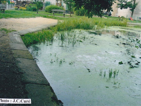 Sanzey : l' ancien lavoir aujourd'hui .