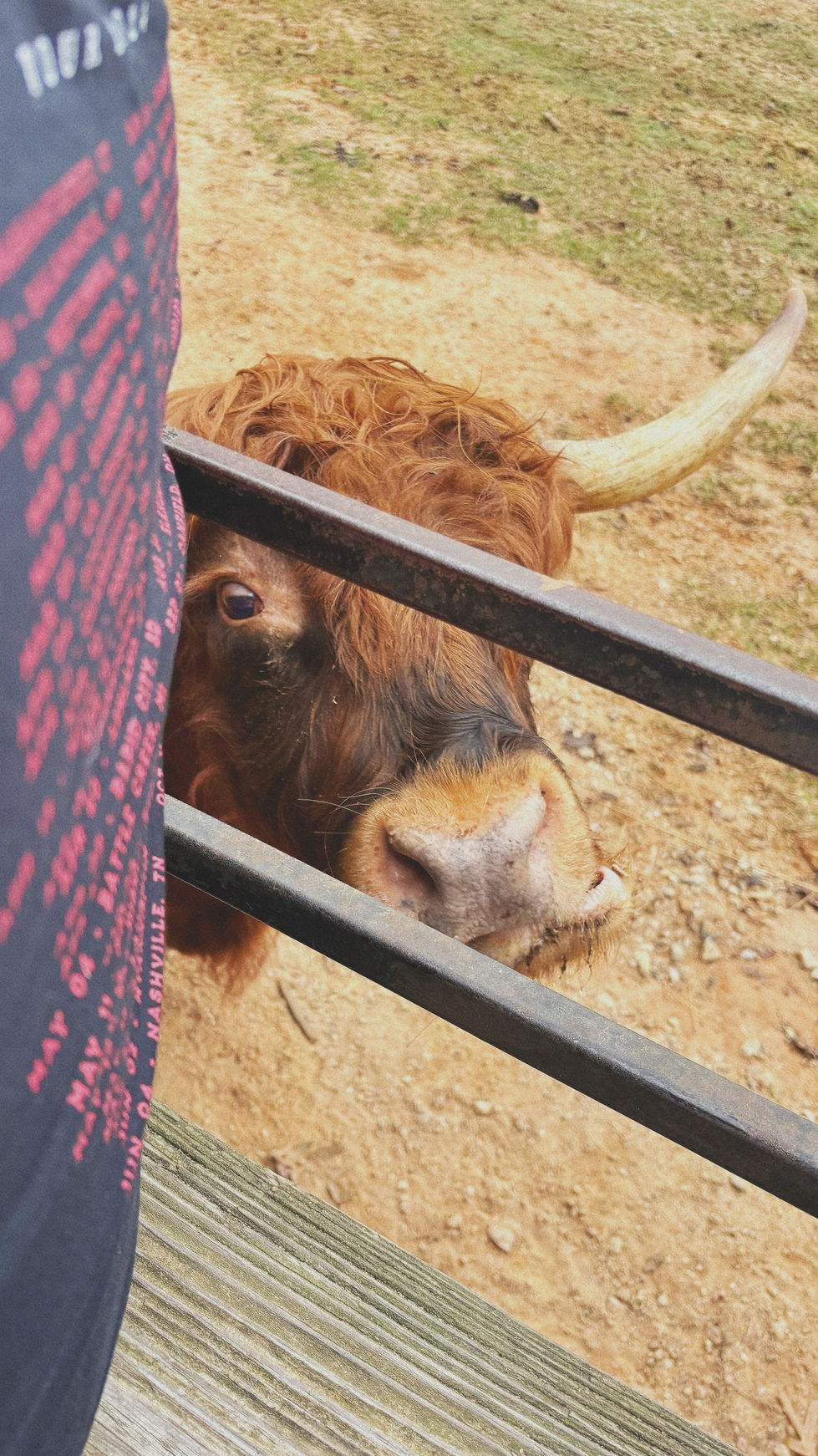 mooo