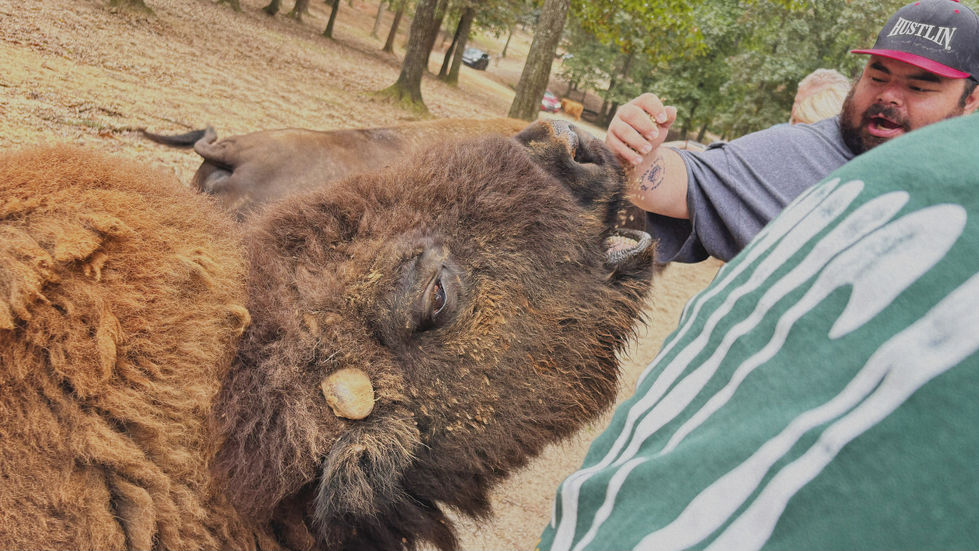 Bison