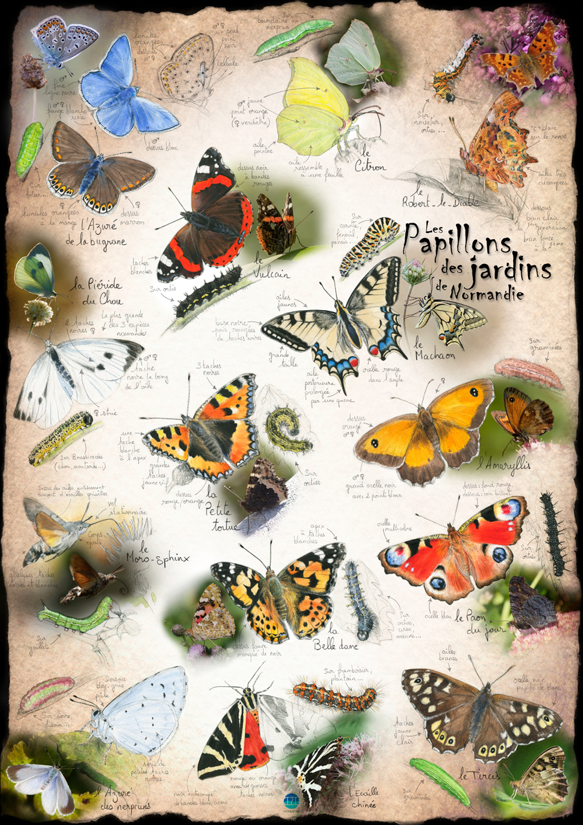 Papillons des jardins de Normandie