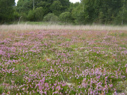 Lande de la carrière