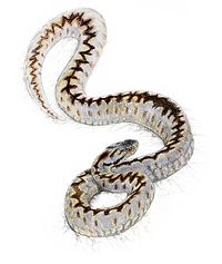 vipera berus web.png