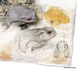 Description Crapaud épineux