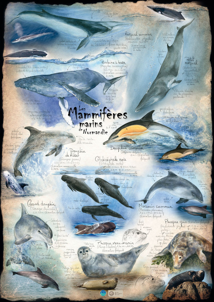 Les Mammifères de Normandie