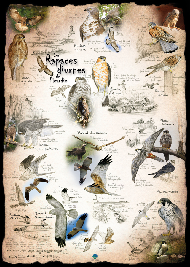 Rapaces diurnes de Picardie