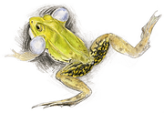lesso.png