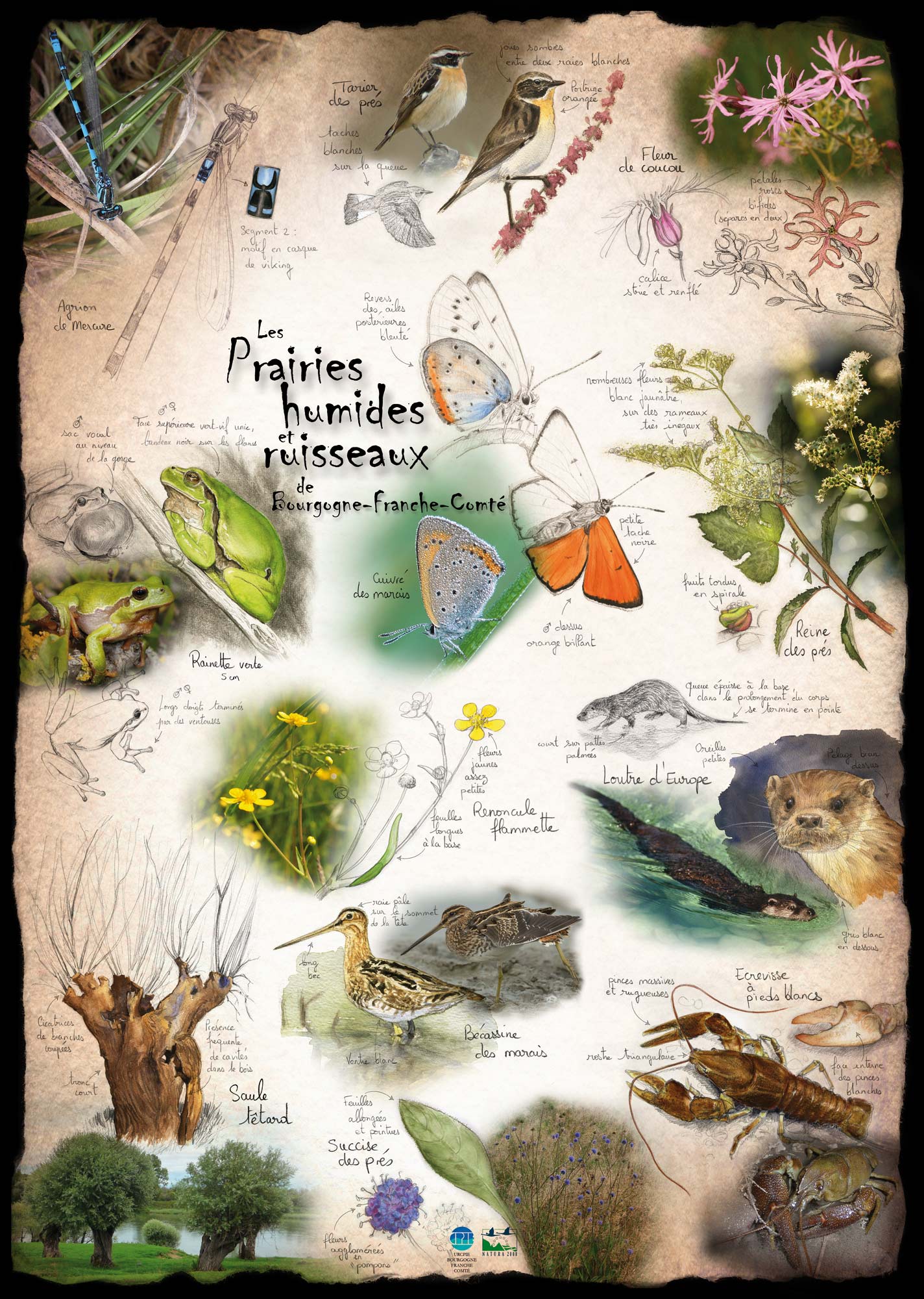 Prairies humides & ruisseaux BFC
