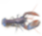 Homard