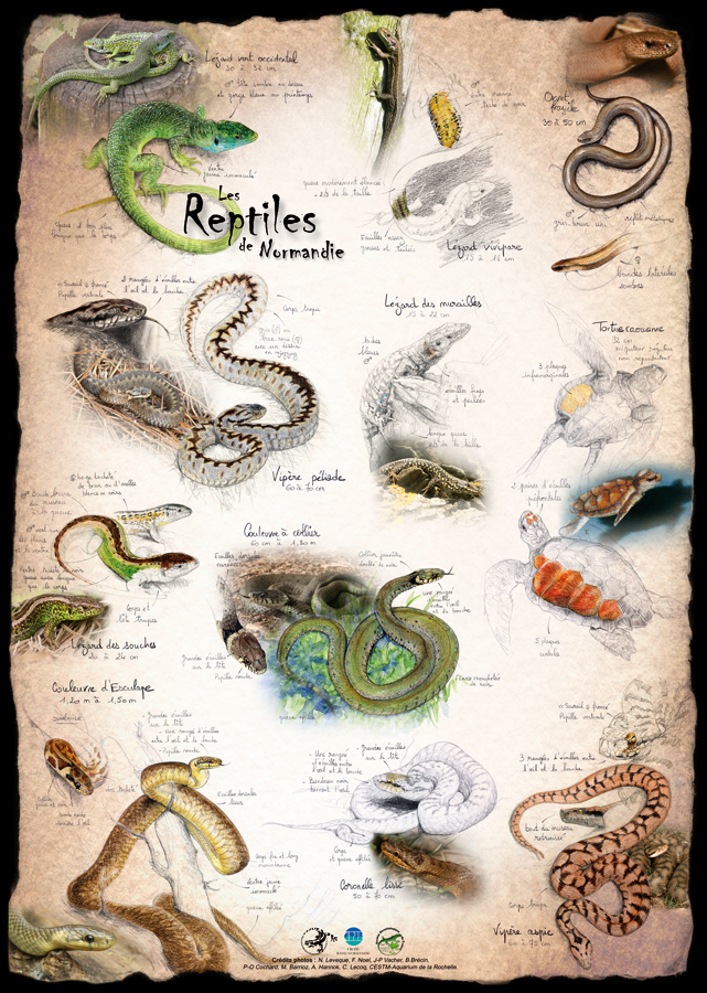 Reptiles de Normandie