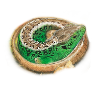 lez souches web.png