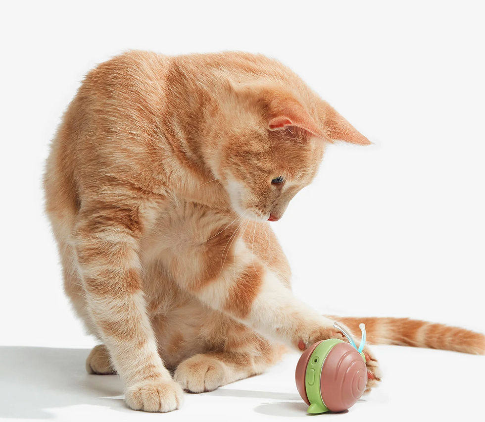 Cheerble Wicked Snail Smart Interactive Snail